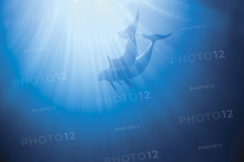 Dolphins swimming underwater