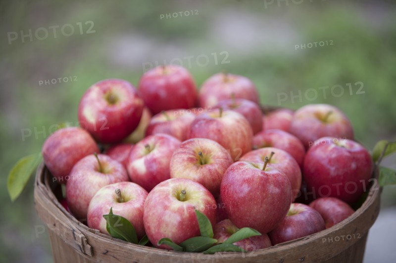 Apples in basket