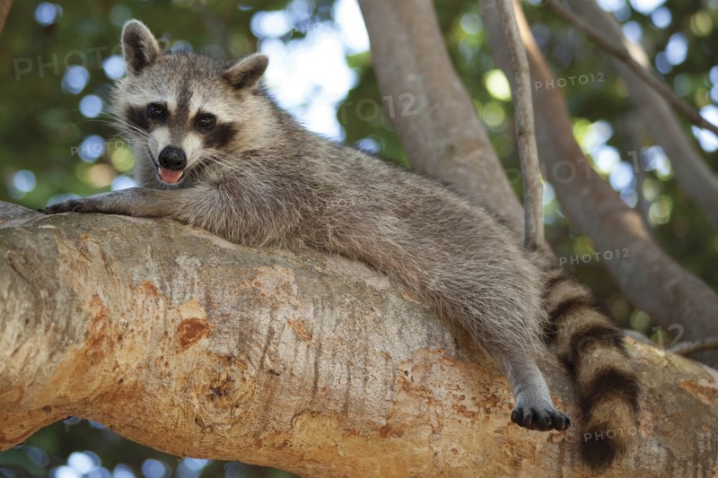 Raccoon lying on branch