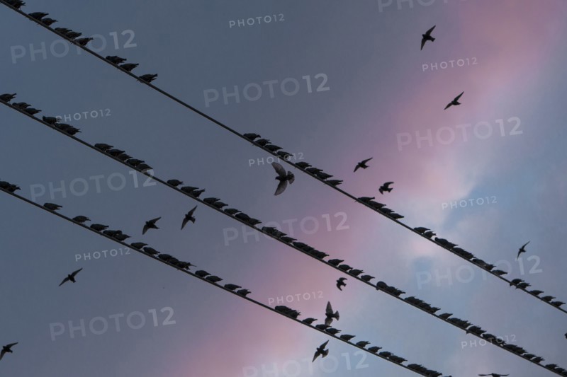 Silhouette of birds on power lines