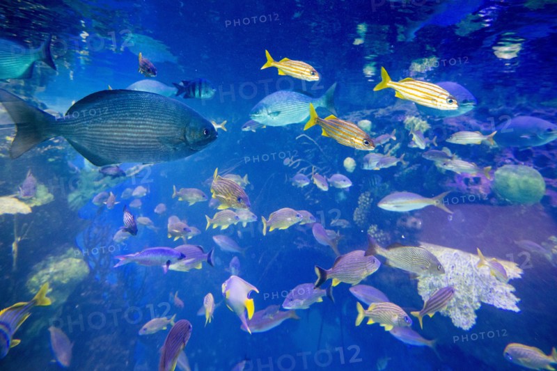 School of fish underwater