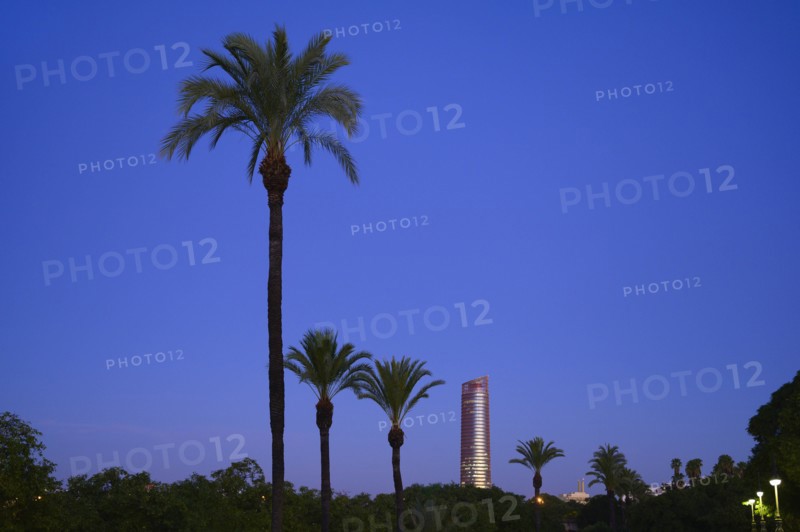 Palm trees in front of Sevilla Tower at sunset in Seville, Spain