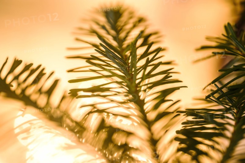 Close up of pine fronds against lights
