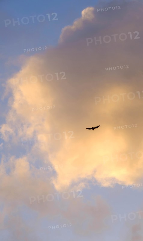 Bird flying against cloud