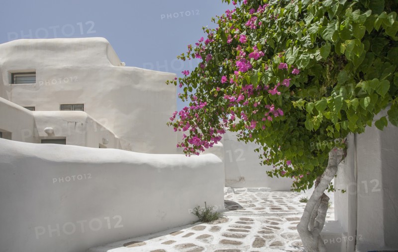 Tree with purple flowers by building in Mykonos, Greece