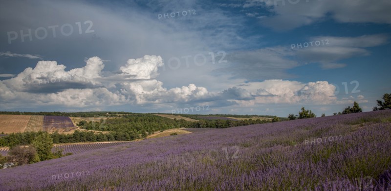Lavender field in Provence, France