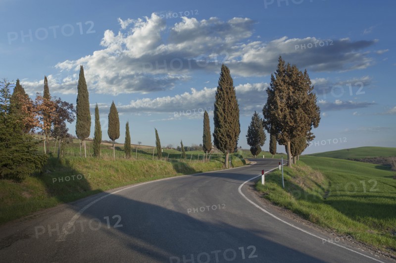Cypress trees by road in Tuscany, Italy