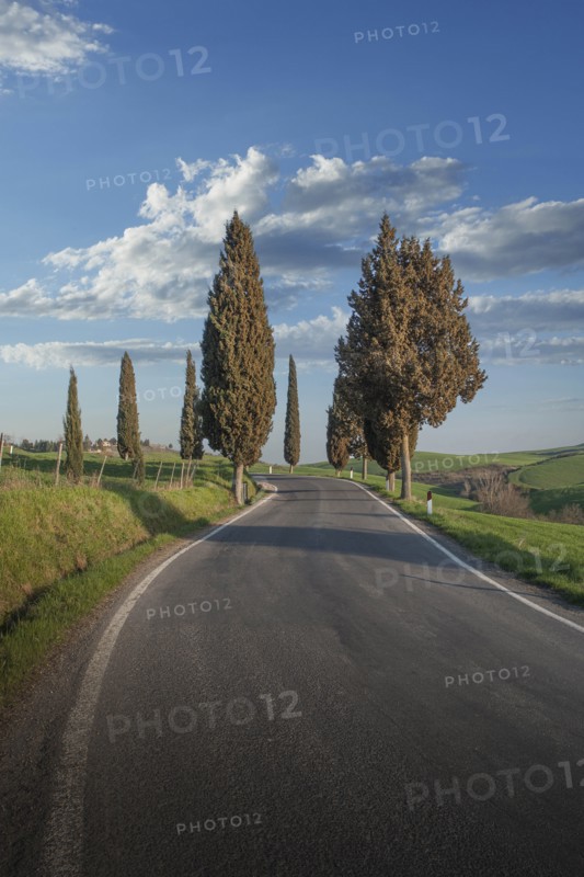 Cypress trees by road in Tuscany, Italy