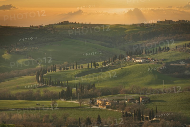 Trees on hills at sunset in Tuscany, Italy