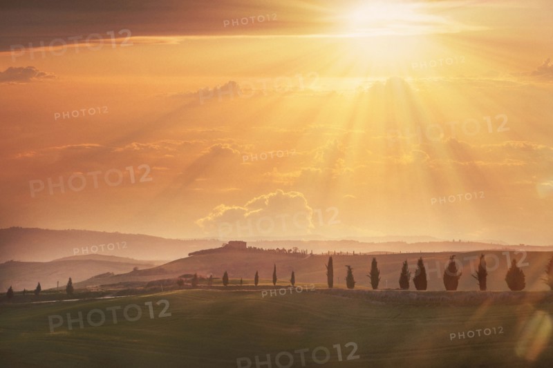 Trees on hills at sunset in Tuscany, Italy