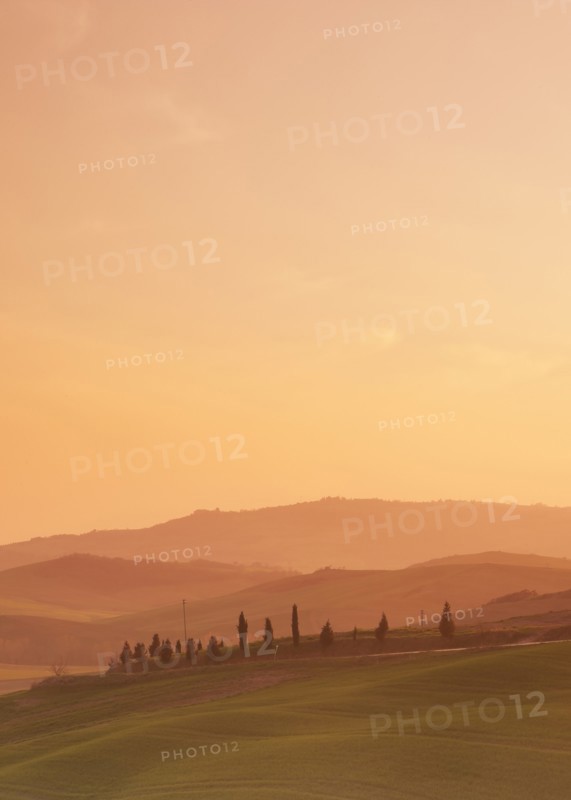 Trees on hills at sunset in Tuscany, Italy