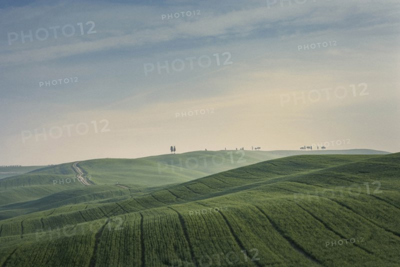 Trees on hill in Tuscany, Italy