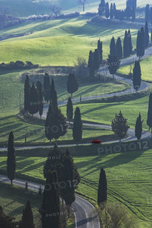 Trees along winding road in Tuscany, Italy