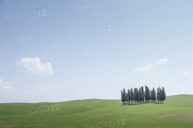 Trees on hill in Tuscany, Italy