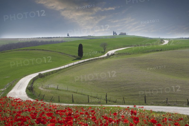 Red flowers by road in Tuscany, Italy