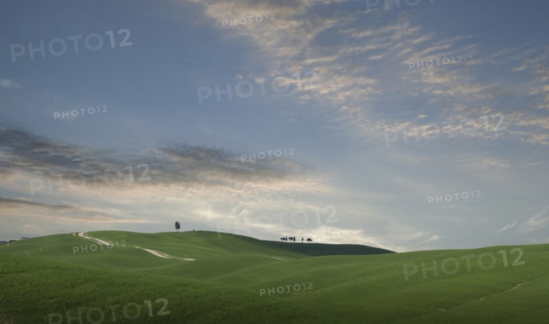 Trees on hill in Tuscany, Italy