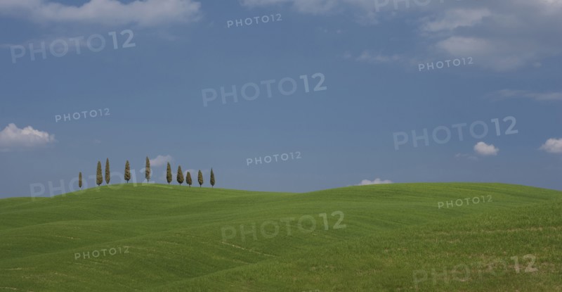 Trees on hill in Tuscany, Italy