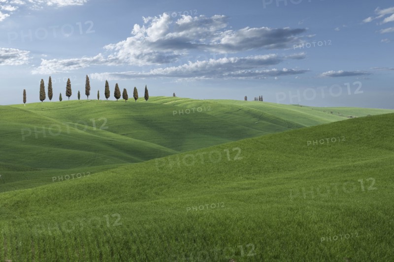 Trees on hill in Tuscany, Italy