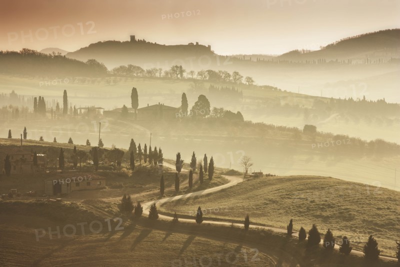 Trees along winding road in Tuscany, Italy