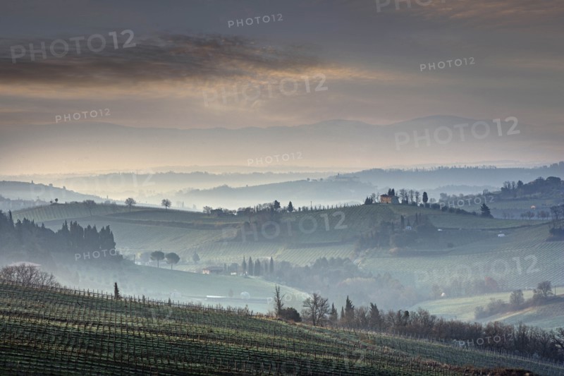 Trees on hills in Tuscany, Italy