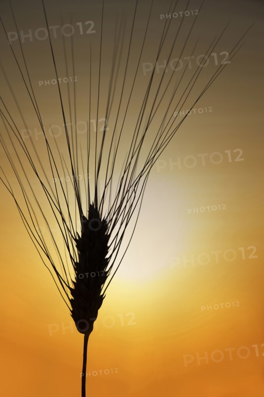 Silhouette of barley at sunset