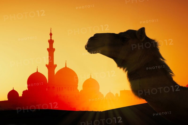 Camel in front of Sheikh Zayed Mosque at sunset in Abu Dhabi, United Arab Emirates
