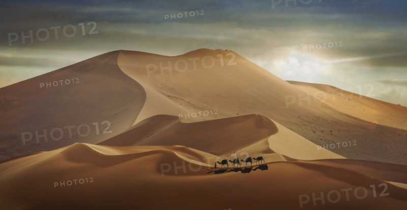 Man with camels in desert in Abu Dhabi, United Arab Emirates