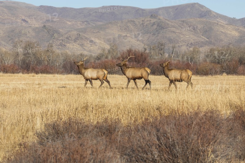 Elk in field by mountains