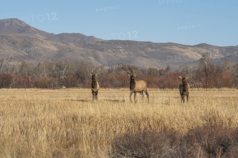 Elk in field by mountains