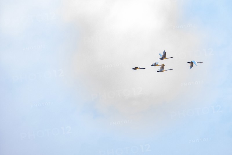 Birds flying against cloud