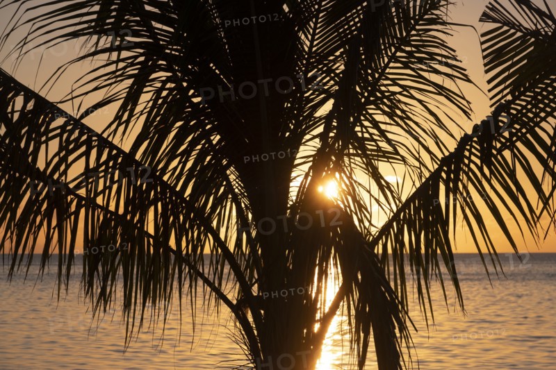 Silhouette of palm tree at sunset