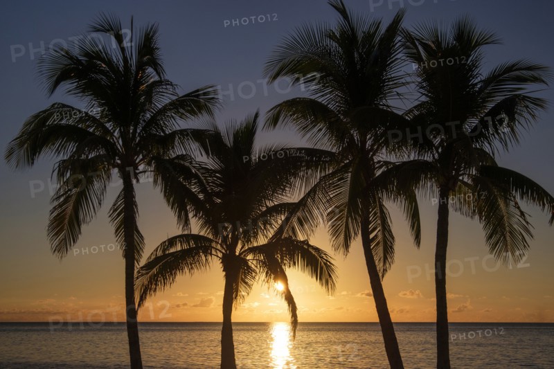 Silhouette of palm trees at sunset