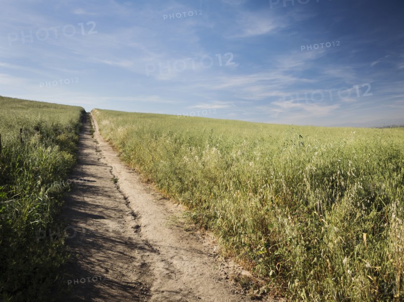 Dirt track between grass