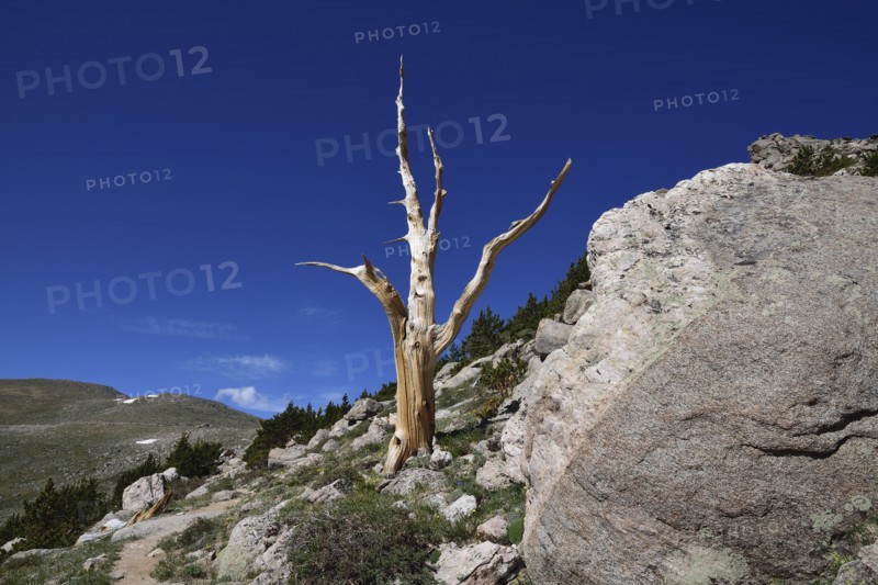 Bare bristlecone pine at Mount Evans Recreation Area in Colorado