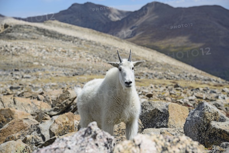Mountain goat on Square Top Mountain in Colorado