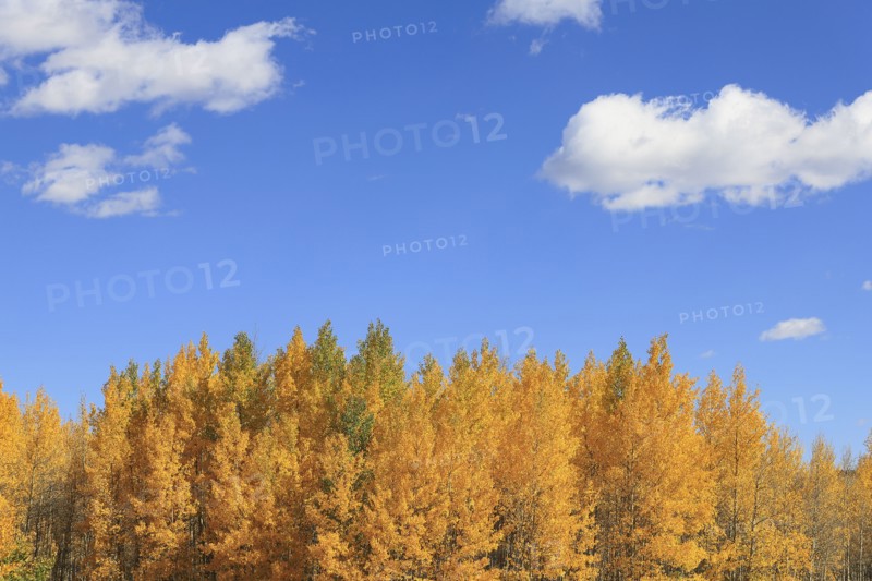 Aspen trees during autumn at Kenosha Pass, Colorado