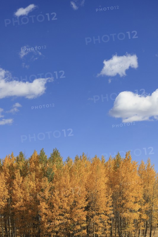 Aspen trees during autumn at Kenosha Pass, Colorado