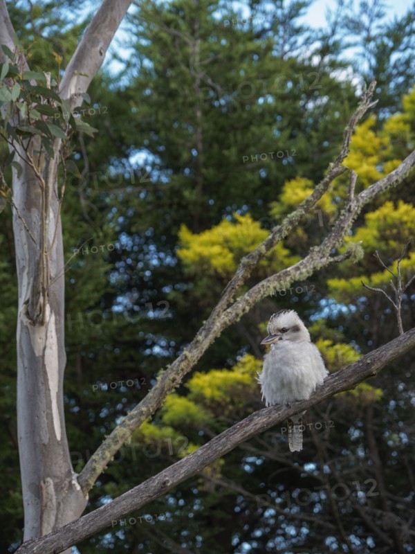 Kookaburra perching in tree