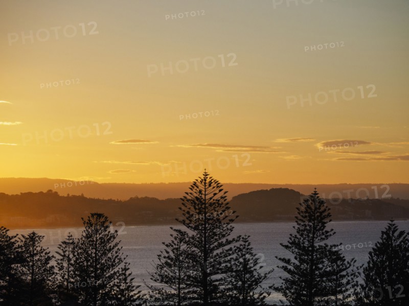 Pine trees and river at sunset
