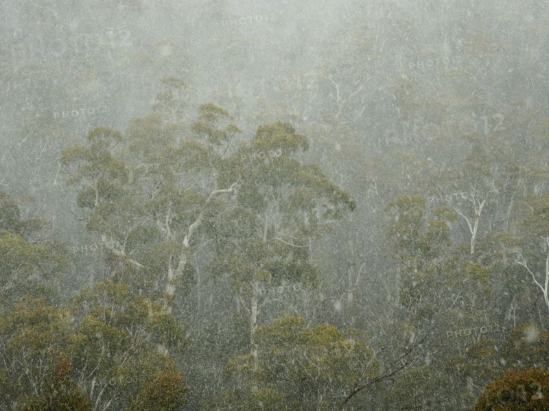 Gum trees in forest