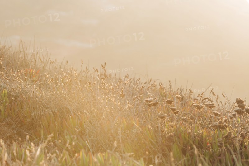 Grass on sand dune