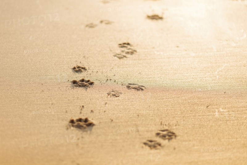 Dog pawprints in sand