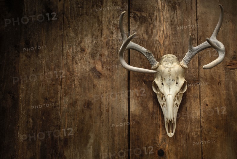 Deer skull with antlers