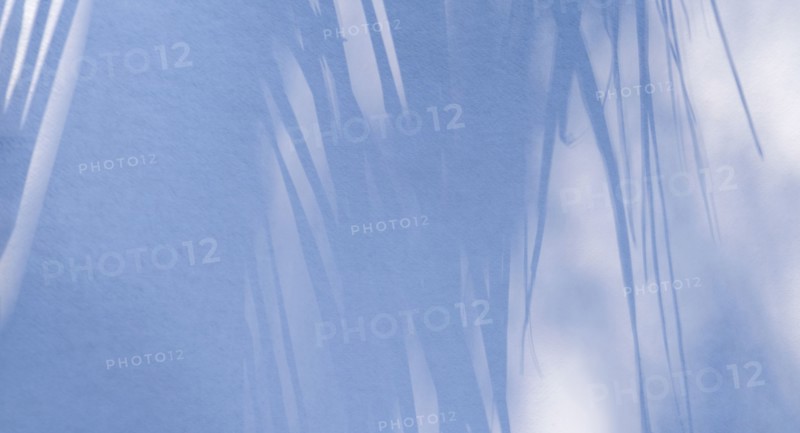 Shadow of palm fronds on white wall