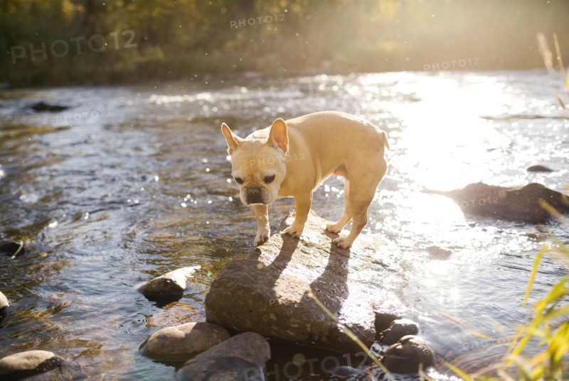 French bulldog on rock in river