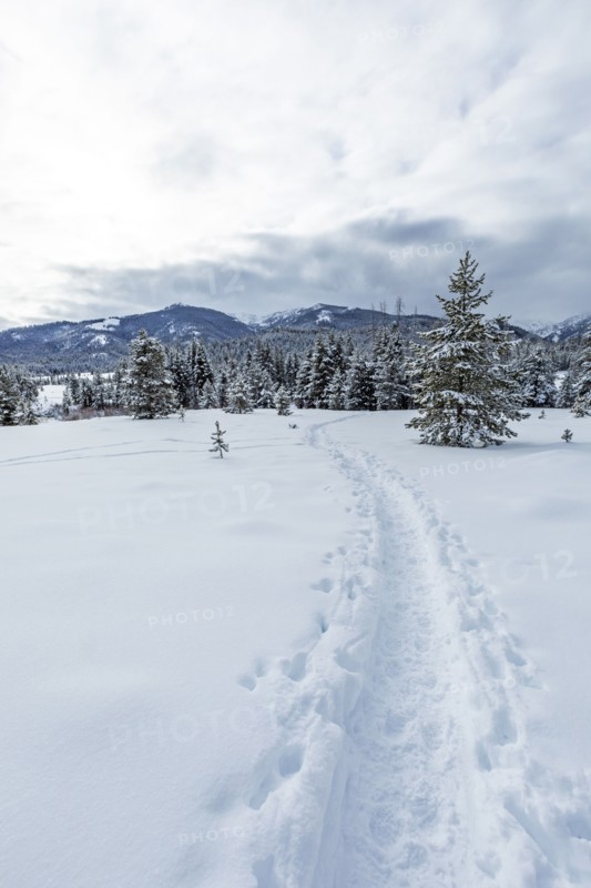 Tracks in snow