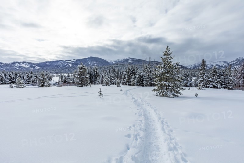 Tracks in snow
