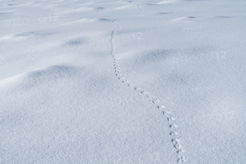 Tracks in snow