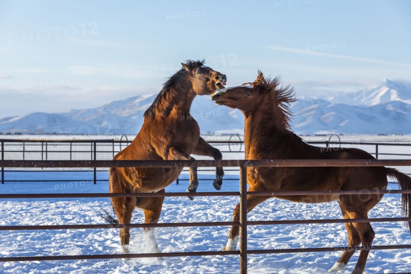 Brown horses in paddock during winter