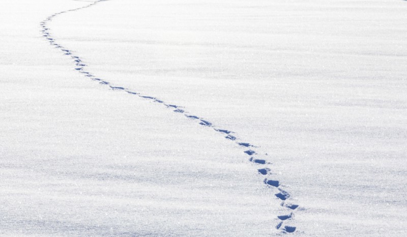 Footprints in snow